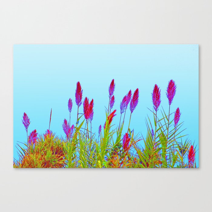 Flowering Pampas Grass Colorful Plumes Canvas Print