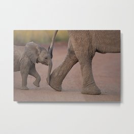 Elephant Calf photo, baby elephant photo Metal Print | Trunk, Nature, Young, Wild, Africa, Mammal, Calf, Digital, National, Elephant 