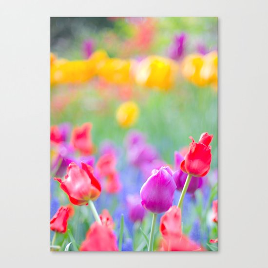 Soft Tulips Canvas Print