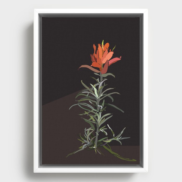 Indian Paintbrush In Bloom Framed Canvas