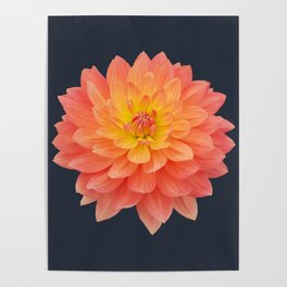 Orange Waterlily Dahlia Flower on Dark Blue Square Poster