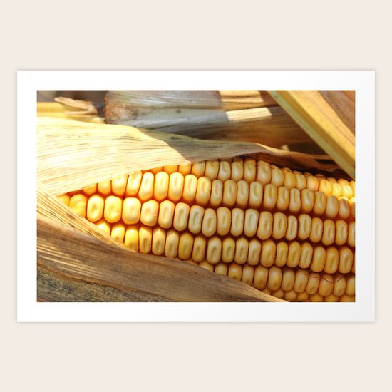 Corn 2 Art Print