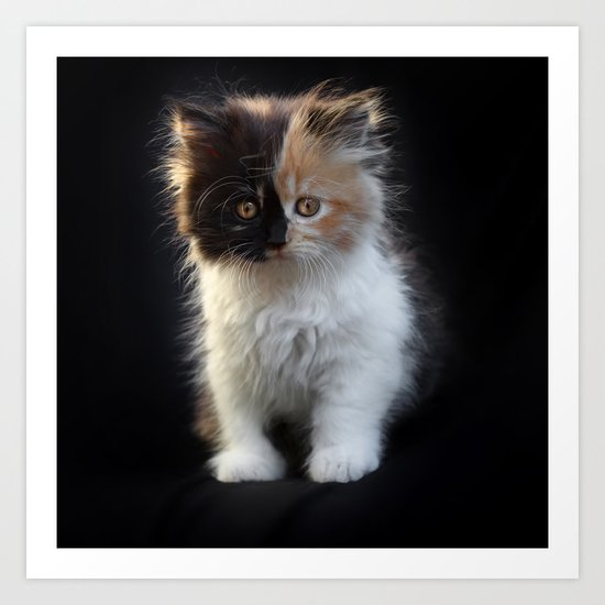 Cutest Kitten Ever Art Print
