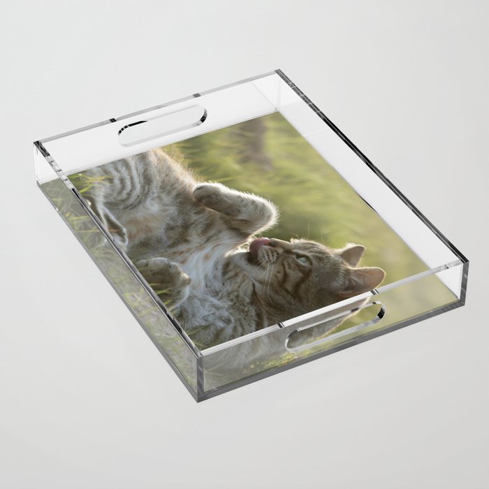 Tabby cat Acrylic Tray