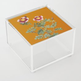 Vintage Variegated Burnet Rose Botanical Illustration on Bright Orange Acrylic Box