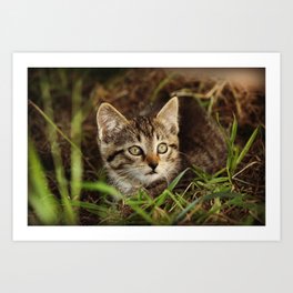 Kitten Art Print | Photo, Animal, Nature 