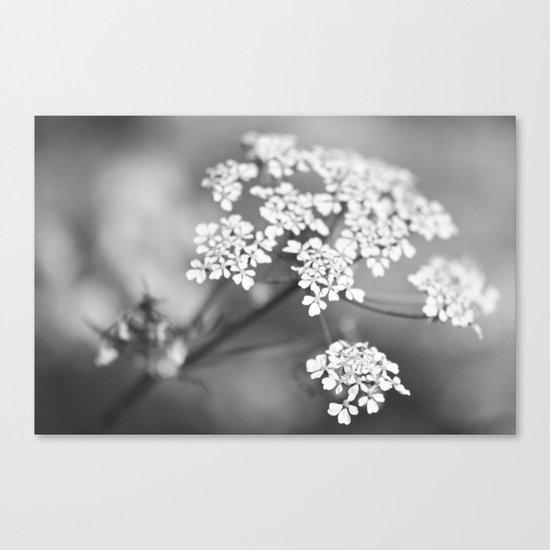 White flower for Valentine's day II Canvas Print
