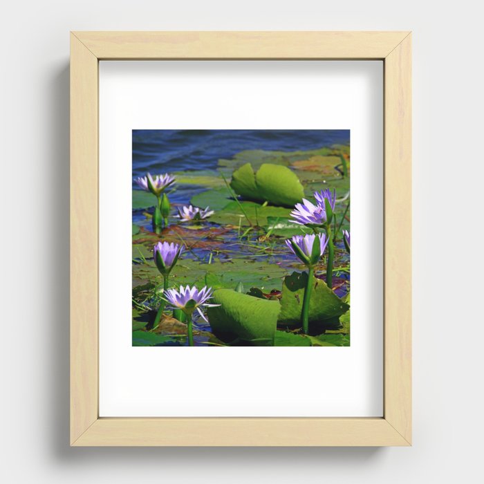 South Africa Photography - Lily Leaves And Flowers In The Water Recessed Framed Print