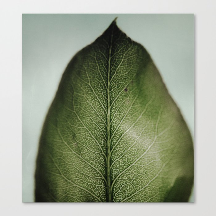 Leaf Canvas Print