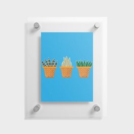 Succulent Trio - Blue Floating Acrylic Print