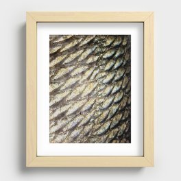 Redfish Scales Recessed Framed Print