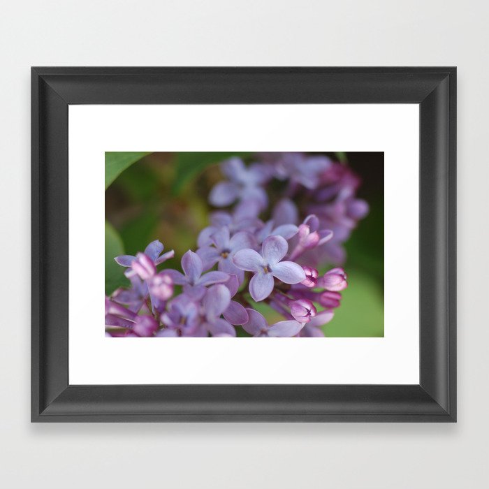 Lilacs in Bloom Framed Art Print