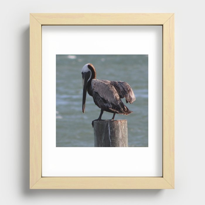 Pelican Recessed Framed Print