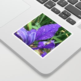 Purple Iris with Rain Droplets Sticker