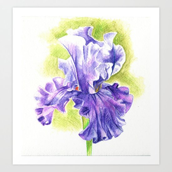 Iris Art Print