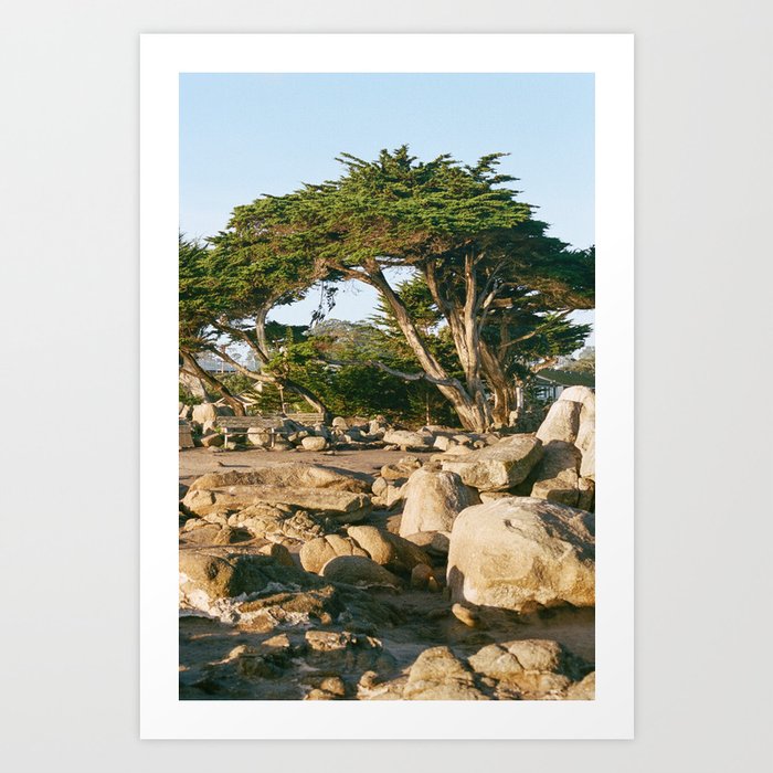 Pacific Grove California | Monterey Cypress | Film Photography Art Print