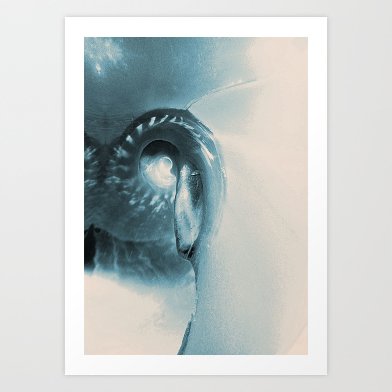 Sea Shell Abstract Art Print By Sexyeyes69 Society6