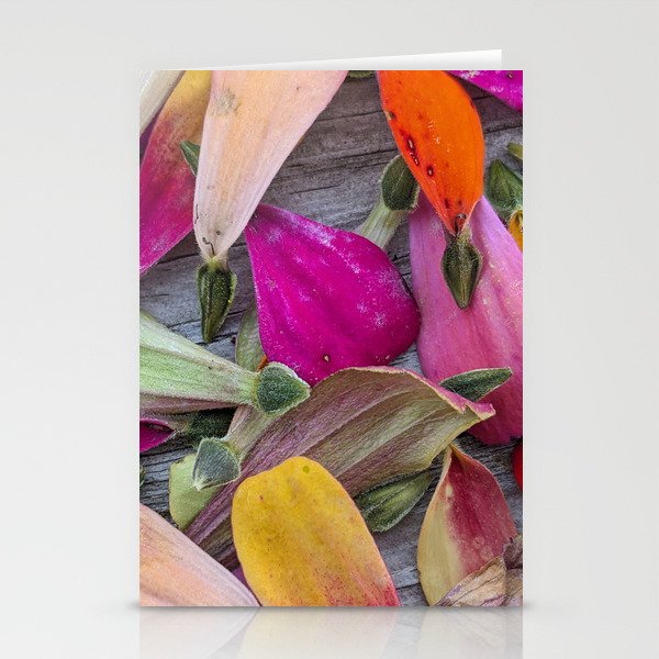 Colorful Zinnia Petals & Seeds Stationery Cards