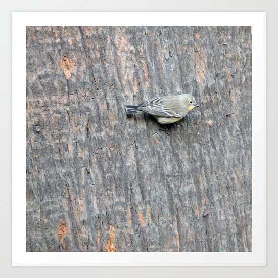 TEXTURES -- Warbler on Palm Bark Art Print