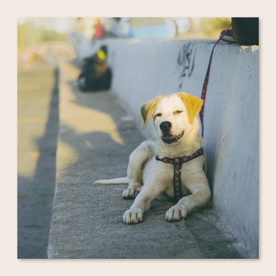 Woof! Canvas Print