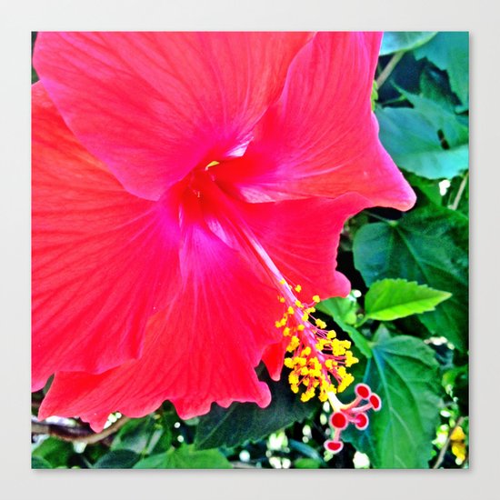 Red Hibiscus Canvas Print
