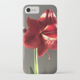 Amaryllis in the Sun iPhone Case