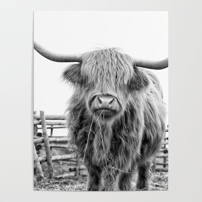 Highland Cow in a Fence Black and White Poster