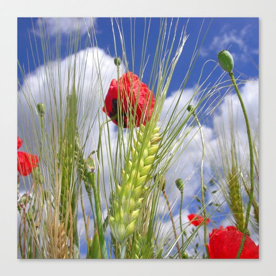 cornfield poppy I Canvas Print