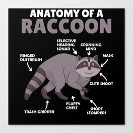 Sweet Raccoon Explanation Anatomy Of A Raccoon Canvas Print