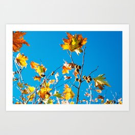 Here n' there - 6 Art Print | Zealand, Leaves, Omi, Photo, Newzealand, New, Autumn, Day, Digital, Nature 
