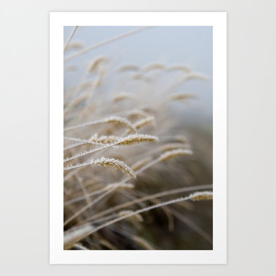 Frosty Grass Plumes Art Print