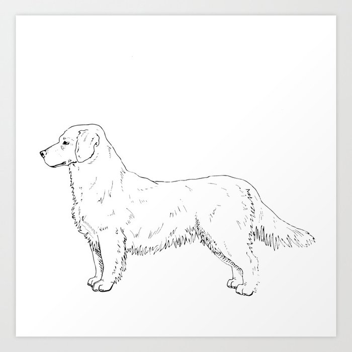 23+ Golden Retriever Drawing Images