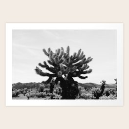 Cholla Cactus Garden XI Art Print
