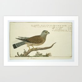 Falco tinnunculus (Common kestrel), Robert Jacob Gordon, 1778 Art Print | Background, Wings, Natural, Isolated, Illustration, Animal, Collection, Decoration, Wild, Photo 