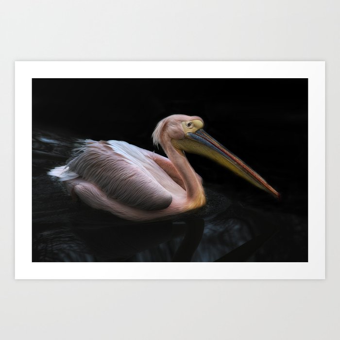 pelicano Art Print