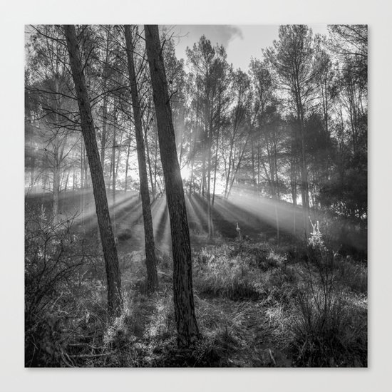"Sunrise through the foggy forest". Forest dreams. Mono Canvas Print