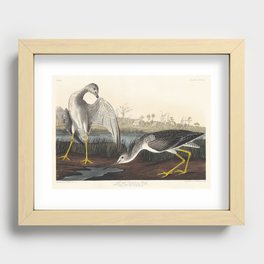 Tell-tale Godwit or Snipe from Birds of America (1827) by John James Audubon  Recessed Framed Print
