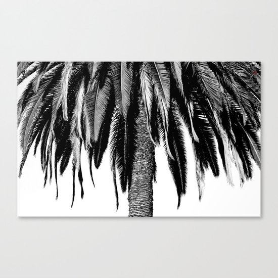 Palm Fronds Canvas Print