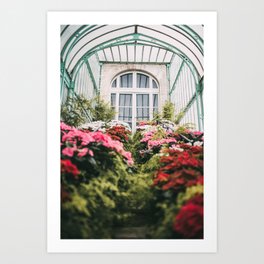 Green house pink flowers | botanical fine art photo print nature | Brussels Belgium. By Tumbleweed & Fireflies Photography Art Print