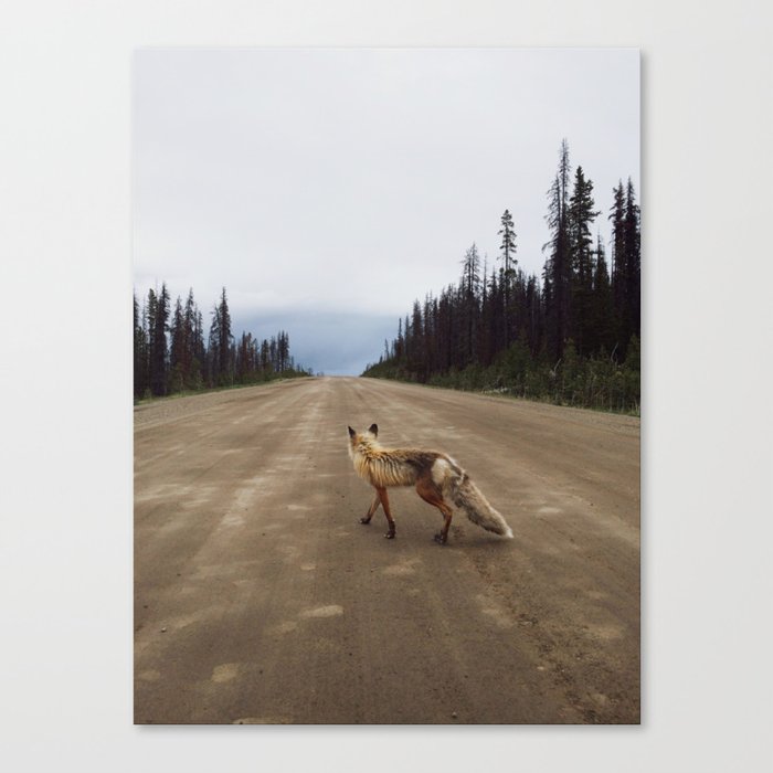 Road Fox Canvas Print