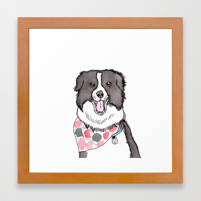 border collie with bandana