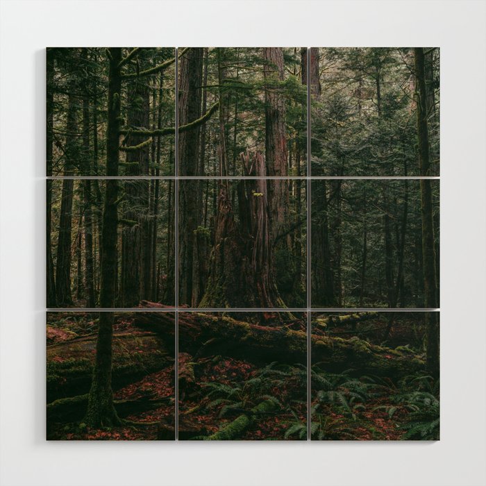 Cathedral Grove Print II | Vancouver Island, BC | Landscape Photography Wood Wall Art