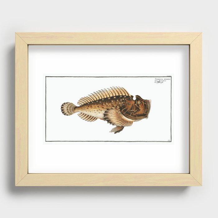Scorpaena horrida from Ichtylogie, or Natural History  General and Particular of Fish (1785–1797) by Recessed Framed Print