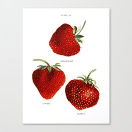 Vintage Strawberry Painting Canvas Print