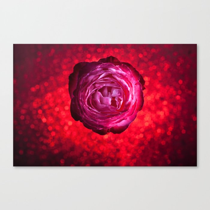 Rose 01 Canvas Print