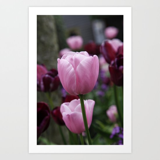 Tulips on Pink Art Print
