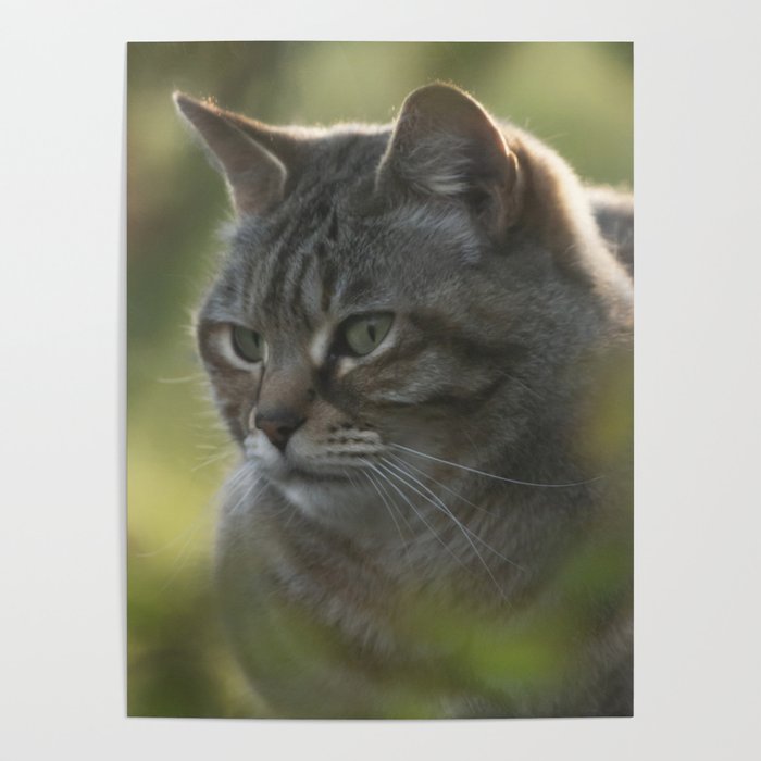 Tabby cat Poster