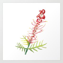 Grevillea Flower Art Print