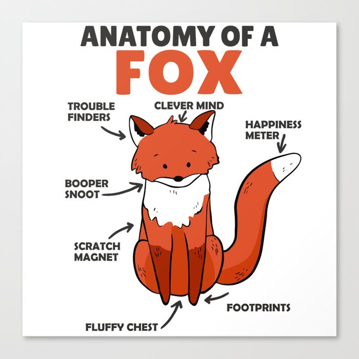 Sweet Fox Explanation Anatomy Of Fox Canvas Print