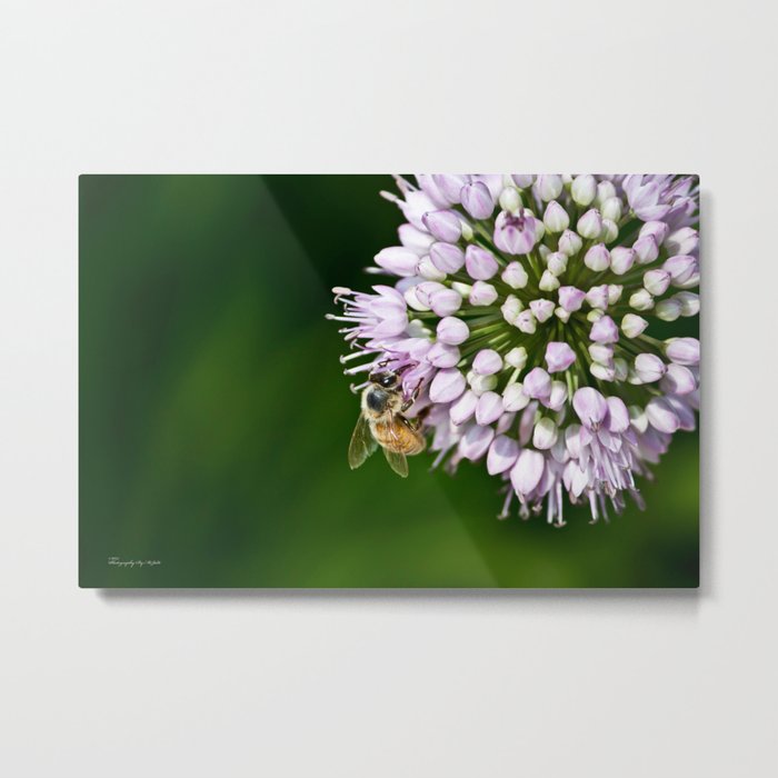 Honey Bee And Lavender Flower Metal Print